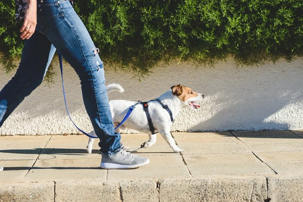 dog walker with small dog on sidewalk OCgoLD.width .jpg