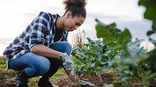 Woman tending to her outdoor vegetable garden.width CTXIGL.jpg