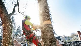 man cutting down tree eJAUI.width .jpg