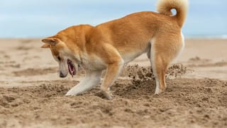 Shiba Inu dog digging a hole at the beach. VX.width .jpg