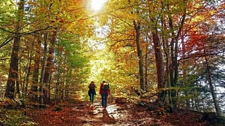 hiking through autumn woods aVQwx.width .jpg