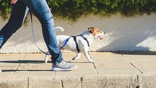 dog walker with small dog on sidewalk OCgoLD.width .jpg