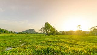vacant land with tree and grass FWcgsA.width .jpg
