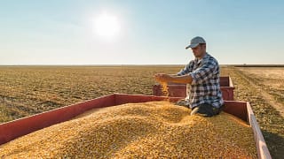 corn gettyimages .jpg