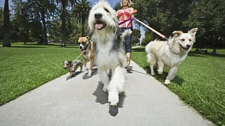 woman walking a bunch of dogs GettyImages .width rBAscA.jpg
