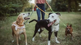 dog walker with three dogs gliBgqt.width .jpg