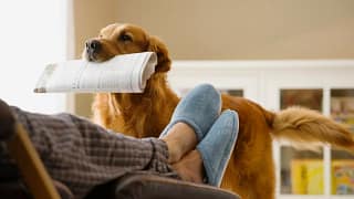 Dog bringing newspaper to owner SavKhq.width .jpg
