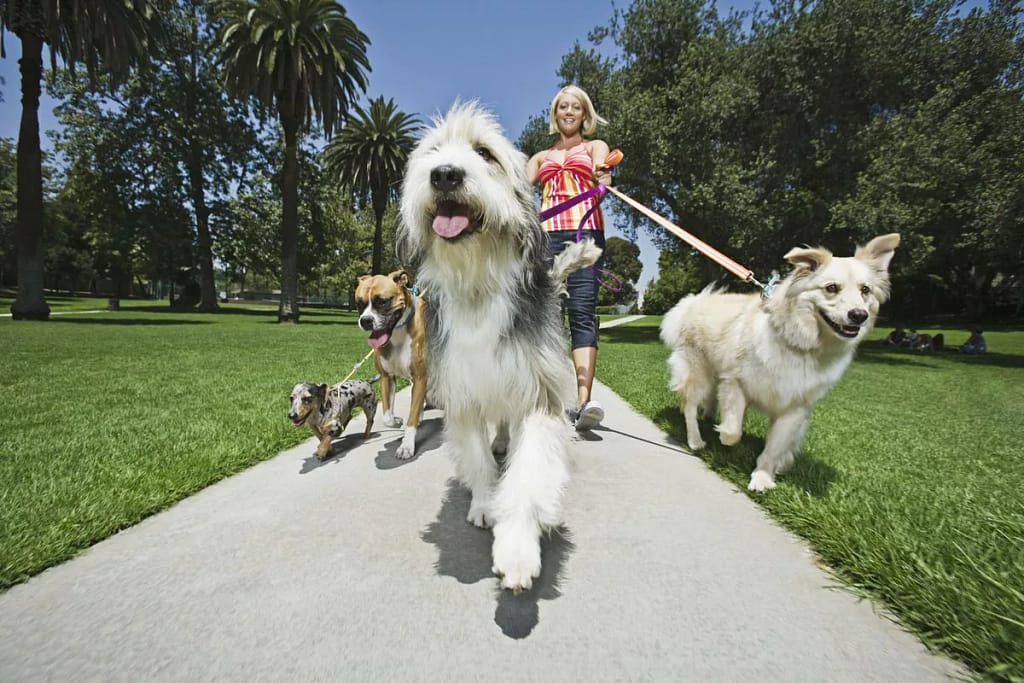 woman walking a bunch of dogs GettyImages .width rBAscA.jpg