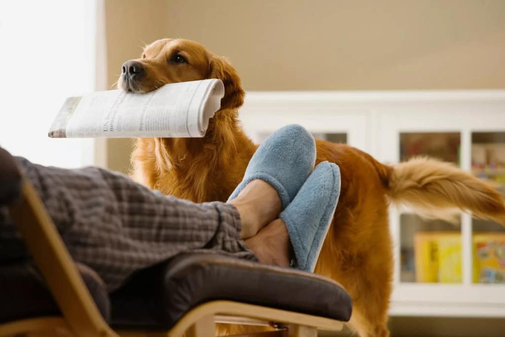 Dog bringing newspaper to owner SavKhq.width .jpg