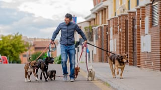 dog walker MVBzbA.width