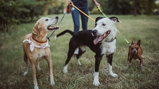 dog walker with three dogs LuwRyki.width