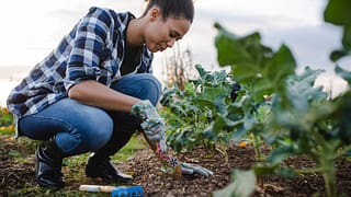 Woman tending to her outdoor vegetable garden.width CTXIGL.jpg