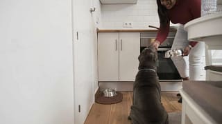 Feeding Dog in Kitchen sJVRZXa.width .jpg