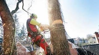 man cutting down tree eJAUI.width .jpg