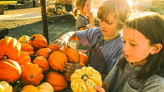 Children picking out pumpkins at a pumpkin pa.width Twwtqp.jpg