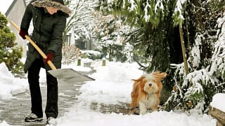 person shoveling snow with dog qnZlAc.width .jpg