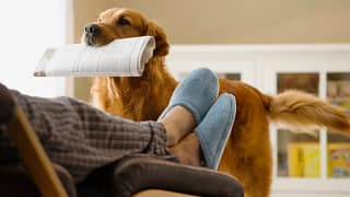 Dog bringing newspaper to owner SavKhq.width .jpg