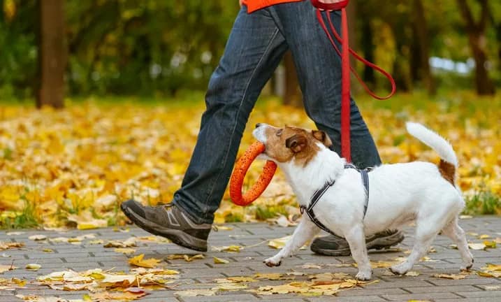 man walking dog with toy.width .jpg