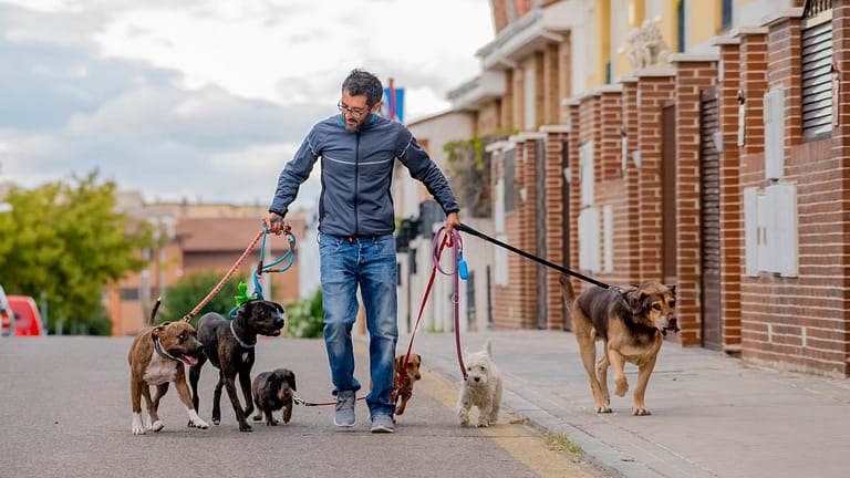 dog walker MVBzbA.width