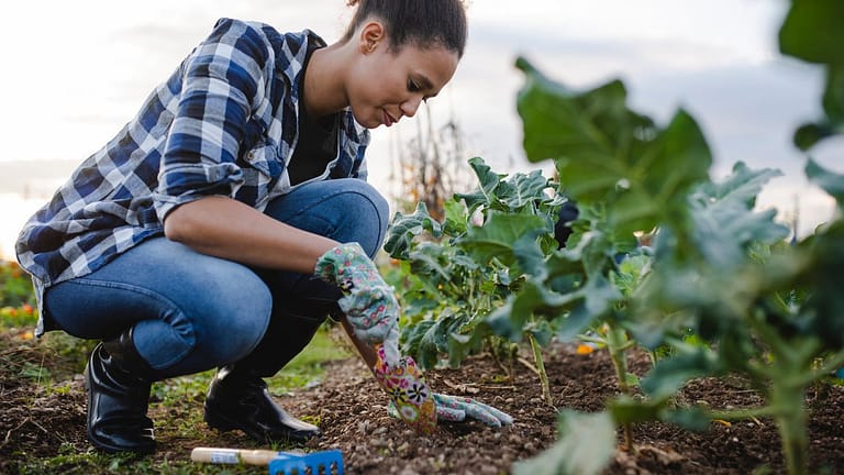 Woman tending to her outdoor vegetable garden.width CTXIGL.jpg