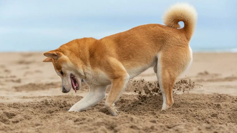Shiba Inu dog digging a hole at the beach. VX.width .jpg