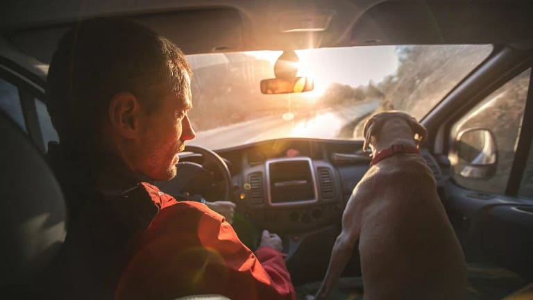 driving car with dog QBSk.width .jpg