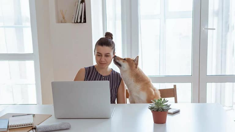 Shiba Inu dog giing owner a sniff while she u.width KYNz.jpg
