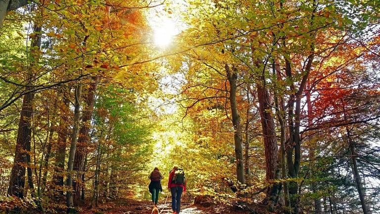 hiking through autumn woods aVQwx.width .jpg