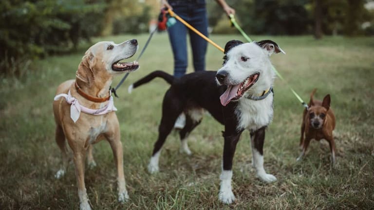 dog walker with three dogs gliBgqt.width .jpg